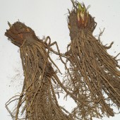 Root Plants