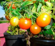 Tomatenpflanzen im Topf